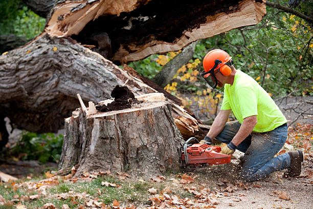 Best Tree Trimming Near Me  in USA